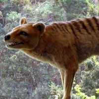 Tasmanian Tiger, stuffed