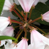 close up view of flowers