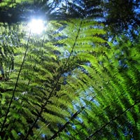 Sun through a fern at Mt Field