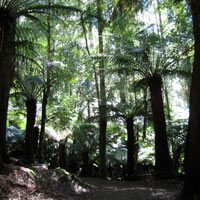 Along the walking track at Mt Field National Park