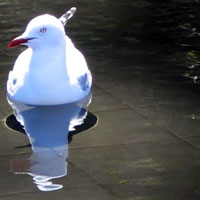 sea gull reflection