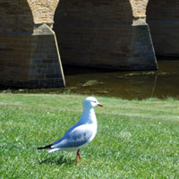 seagull bird at the bridge