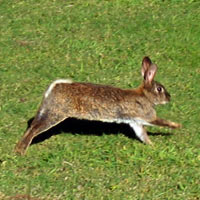 racing rabbit