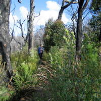 Walking track to Cape Hauy
