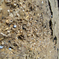 fossil shells at fossil bluff