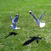 seagull shadows