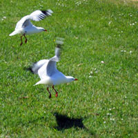 seagull takeoff