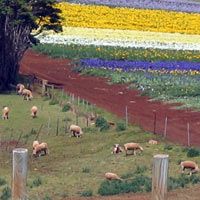 tulip farm and sheep paddock