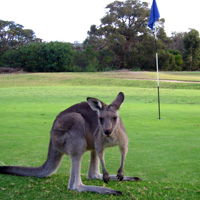 Kangaroo at Anglesea Golf Course