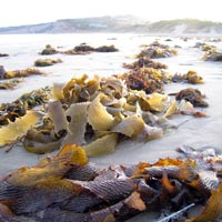 kelp on the beach