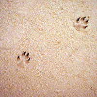 dog prints at the beach