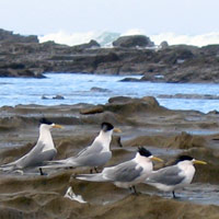 Birds on the rocks