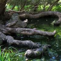 knarly tree roots