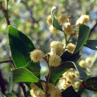 Australian Wattle tree flowers