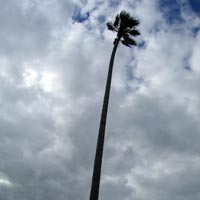 Tallest palm tree