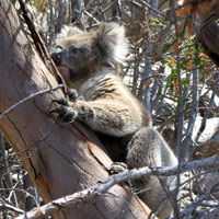 koala up close
