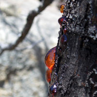 sap seeping out of a tree