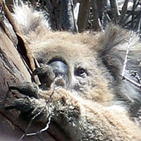 close up Koala
