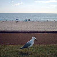 seagull at the beach
