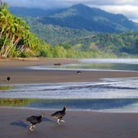 Birds of Prey at the beach in Costa Rica