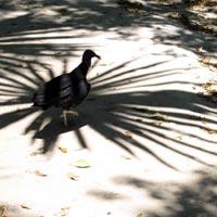 Bird shadow