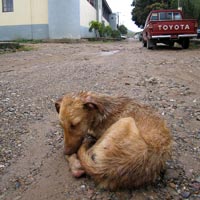 Honduran street dog