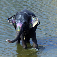Elephant having a bath