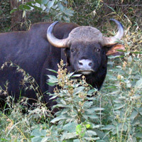 Bison in the bush