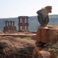 Monkey and ruins
