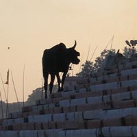 Cow on the ghats in Varanasi
