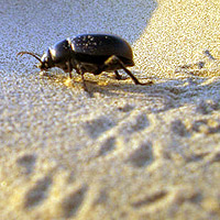 Dung beetle in the rajasthani dunes