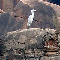 Rock ibis