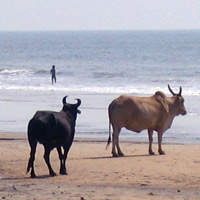 Cows on the beach in Goa