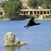 Bird taking off in Jaisalmer