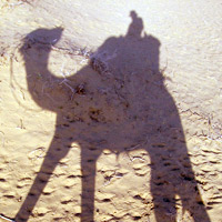 Camel Shadow