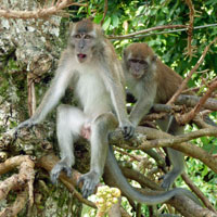 Botanic Monkey