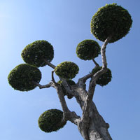Thai Tree