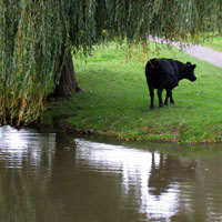 Cow at the canal