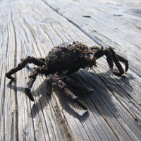 crab on the pier