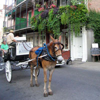 Old fashioned horse and cart transport