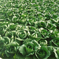 field of cabbages