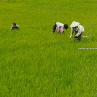 vietnamese workers in a field