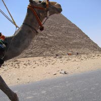 Egyptian cruising