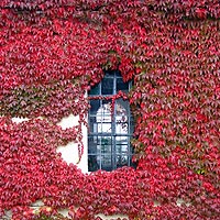 Red leaves around the window