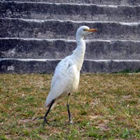 Guatemalan Bird