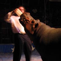 Feeding the hippo at the circus