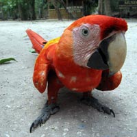 pesky parrot