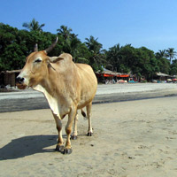 Cow at the beach in India