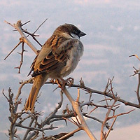 sparrow in India