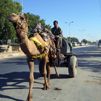 Camel cart in Rajasthan
